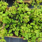 Malina červená, remontantná (Rubus idaeus) ´HÉRITAGE´ - výška 10-20 cm, kont. P13